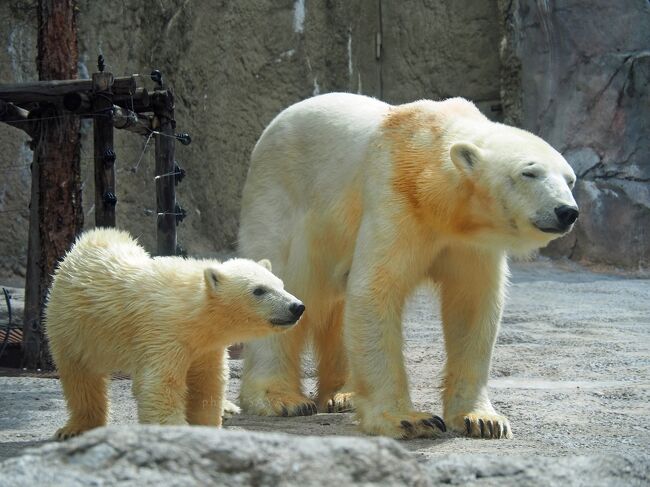 家族で北海道旅行2022夏〈２〉旭山動物園は見どころいっぱい♪景色もよくて気持ちがいいなぁ☆