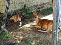 秋の気配。奈良のかき氷と子鹿親鹿