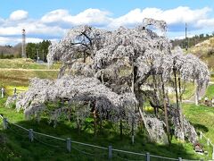 花見山ついでの桜巡り。やっぱ福島は桜巨樹大国ですね～。