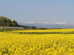 途中の花めぐりをしながら大崎市・菜の花まつりに行ってみました。