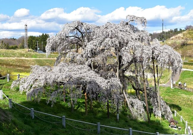 福島市の花見山公園の景色を楽しみ<br />いつものように 帰り方向に向かいつつ もうちょっと桜景色を探してみます。<br /><br />福島県内 たくさんの桜の巨樹がある事は <br />過去2回の三春町周辺の桜探しで知っています。<br />せっかくなら桜の巨樹を見たい、と思いました。<br />そして・・・最後は やっぱり巨大桜の女王 三春滝桜にもあわなくちゃ！
