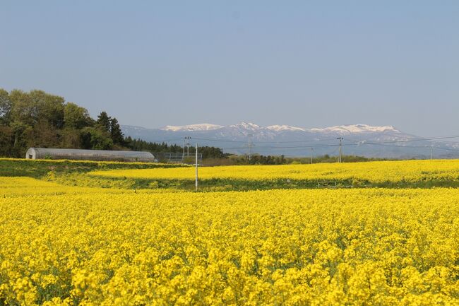 菜の花畑好きとして・宮城・大崎市の菜の花はかねてより行ってみたい場所でした、<br />基本高速は使わない主義なので今回自宅のある埼玉から、途中寄り道しつつ、往復890㎞のロングドライブ旅でした。<br />最後渋滞とガス決が心配になりドキドキしましたが、無事帰還できてよかったです。<br /><br />立ち寄った所：大桑原つつじ園、カゲスカ海岸、角田菜の花まつり、<br />みちのく杜の湖畔公園、磐梯吾妻スカイライン<br />など<br /><br />