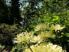 「常楽寺」の彼岸花_2022_淡黄色の花が咲き始めました。（群馬県・太田市）