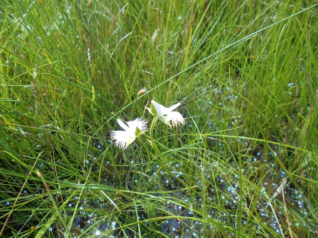 今日は１５日。お盆だ。天気は不安定だが持ちそうなので丸山湿原に老妻と共に植物観察に行く。老妻は２年ぶりである。前回は８月末だったが今回は１５日なのでサギソウがたっぷりと咲いていた。