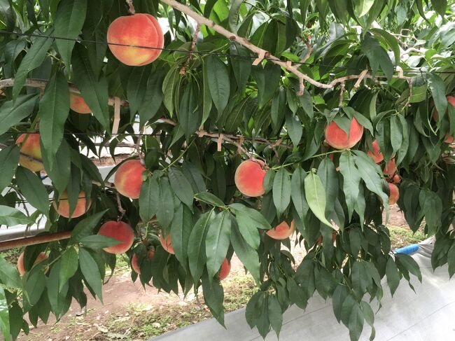 『栃木県民割』のバスツアーで栃木県小山市、佐野市、足利市などを観光してきました。<br /><br />フルーツ狩りは大好きですが、「桃狩り」は今回が初めてで、とても大きな桃の収穫体験が出来て楽しかったです。<br /><br />[ツアー行程]<br />＊いちごの里(栃木県小山市)・・・桃狩りと巨峰狩り<br />＊あしかがフラワーパーク(栃木県足利市)・・・昼食とスイレンなどの観賞<br />＊おおむぎ工房ロア(栃木県足利市)・・・大麦ダクワーズの試食と買い物<br />＊出流原弁天池(栃木県佐野市)・・・日本名水100選で透明度の高い池の見学<br />＊唐澤山神社「風鈴参道」(栃木県佐野市)・・・猫ちゃんもいました<br />＊羽生PA上り線(埼玉県羽生市)・・・時代劇のセットのようなPAでした<br /><br />今回のバスツアーもコロナ感染対策のため、マスクの着用は当然ですが、ワクチン３回接種証明書(あるいはPCR検査陰性証明書)、身分証明書、健康状態のチェックシートなどの提出が必須条件のツアーで、乗車時の検温及び手指の消毒、車内での飲食禁止なども徹底されていました。<br />