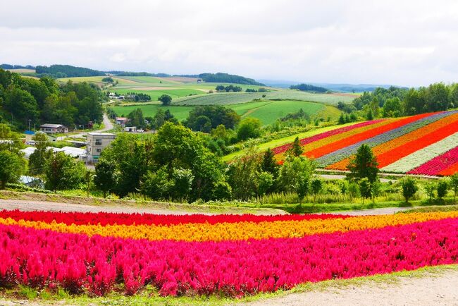 家族旅行の備忘録です。<br /><br />コロナ禍前は夏旅は沖縄一択。<br />3年ぶりに行動制限のない夏。でもマスクは外せない。<br />となると暑い沖縄でマスクをして観光するより、北海道の方が快適なのでは、、、と思い、23年ぶりに北海道に行くことに。<br /><br />お天気が心配でしたが、その時々で予定を変更して、十分に楽しめました！<br /><br />3日目　美瑛・富良野～登別温泉　滝乃家泊<br />