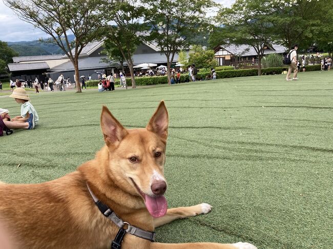夏休みにうちの犬、ローちゃんを連れて群馬県は沼田市にある【吹割の滝】に行ってきました。<br /><br />小1時間程、滝の周りを歩いてから、近くに、犬OKのレストランあるかな?と調べていたら、一度訪れてみたかった、<br /><br />関東人気NO.1の【道の駅・川場田園プラザ】があるではないですか。<br /><br />お盆休みですから、混んでるの承知で行ってきました。<br /><br />結果、物産店へは人数制限で入れず、狙っていたピザは炎天下の中1時間待ち。かわば丼は、コロナの影響で人手が足りなくて販売休止中。<br /><br />それでも、7割がリピーターという人気の道の駅、雰囲気は十分堪能できました。<br /><br />※今回の旅行は、日帰りで行ったため、宿は無しです。