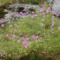 2022 夏の北海道 【4】 大雪高原山荘と花散歩