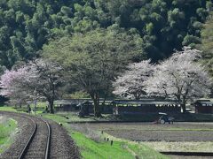 越美北線の春を彩る沿線風景2022～桜と蛇行する足羽川に架かる7つの橋梁～（福井）