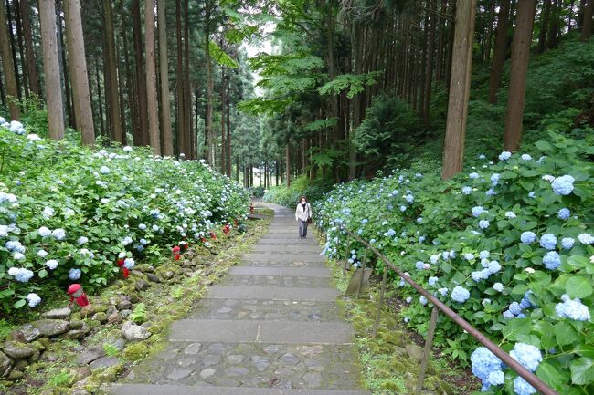 ２０２２年７月６日（水）<br />今朝のフェリーで大間に渡ります。<br />最初のミッションは、大間でマグロも食べずに急いで、<br />大間～知屋埼まで行き、寒立馬を見る事！<br />そこから「六ケ所村」を自分の目で見て見る事。<br />ミッションはそれだけです。<br />残念な結果の１日でした。<br /><br />７月７日（木）<br />本日のミッションは去年秋に雪で通行できなかったアスピーテラインをドライブする事。<br />ここで、まさかの月の輪熊の親子に遭遇～<br />今回の旅は北海道の野生動物達に「会いに行く旅！！」でしたが<br />北海道を離れても野生動物に会えるなんて、なんとラッキーな旅だったでしょう。<br />その行程前に、天台寺で「アジサイ祭り」の登りを見て見学ができた事もラッキーでした。<br />最後に、焼走り溶岩流の見物＆歩きをする事！<br /><br /><br />２０２２年６月１３日（月）～７月１２日（火）<br />ちょう度１か月間、CRESSONで夏旅しました。<br />我が家のキャンカーには家庭用のクーラーは積んでいないので<br />暑くなる前に梅雨のない北海道を旅しよう！！<br />って事で選んだ時期でしたが、今年の北海道は暑かった＾＾<br />真っ黒に日焼けして、元気に楽しく過ごせた１か月でした。<br />本州ではまだ6月というのに、暑いってもんじゃない位の４０度近くになった場所も有ったらしいので、まだましだったのか？？？<br />日本はどうなっちゃうのでしょう。。<br />世界中おかしくなっているので、地球が心配です。<br /><br />今回のミッションは<br />①野生動物に会いたい！！　→ヒグマ・キタキツネ・クジラ?・オジロワシ・ラッコ・イルカ・蝦夷鹿・丹頂鶴・月の輪熊（本州）　→沢山会えたよ～<br />②素晴らしい庭園が見てみたい！　→大満足～<br />③毎日、源泉かけ流しの温泉に入る　→ほぼ出来ちゃった＾＾<br />④去年した東北旅行の乳頭温泉郷キャンプ場で出会った野良ネコちゃんに再会したい！！　→奇跡です！再会出来ました～<br />⑤下道を走って移動する。（思わぬ所でお宝の場所が有るのです）→多分１カ所だけ最短距離で無料の高速道路を走りましたが、ほぼ国道・県道を走って風景を楽しみました。　<br />⑥夫が何日位キャンカー旅で運転できるか？<br />（運転は夫のみなので体力的にどんなものか？）<br />北海道はやっぱり広くて、移動距離が２００km～３５０kmに毎日なってしまった＾＾でも・・・<br />　→まだまだ頑張れそう＾＾良かった～<br /><br />私達は猫を飼ったので、犬のように預けるのも難しいと知って、<br />海外に出かける事は難しくなったようです。<br />幸いにもキャンピングカーとは相性が良いようで、毎日ベッドで寝なくても全く体調に変化は無さそうです。<br />まだまだ続くであろうコロナとの戦いで、家の中に閉じこもって何処にも出かけない生活は、認知症が早く表れるとの報告も聞いています。<br />十分に気を付けた行動を取るようにして、残りの人生を楽しみたいと思っています。<br /><br /><br /><br />