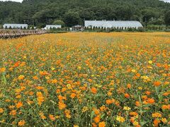 山梨/夏休みその2。涼しい山中湖に泊まって本栖湖でカヤック@フォレストビラ山中湖(2022年8月)