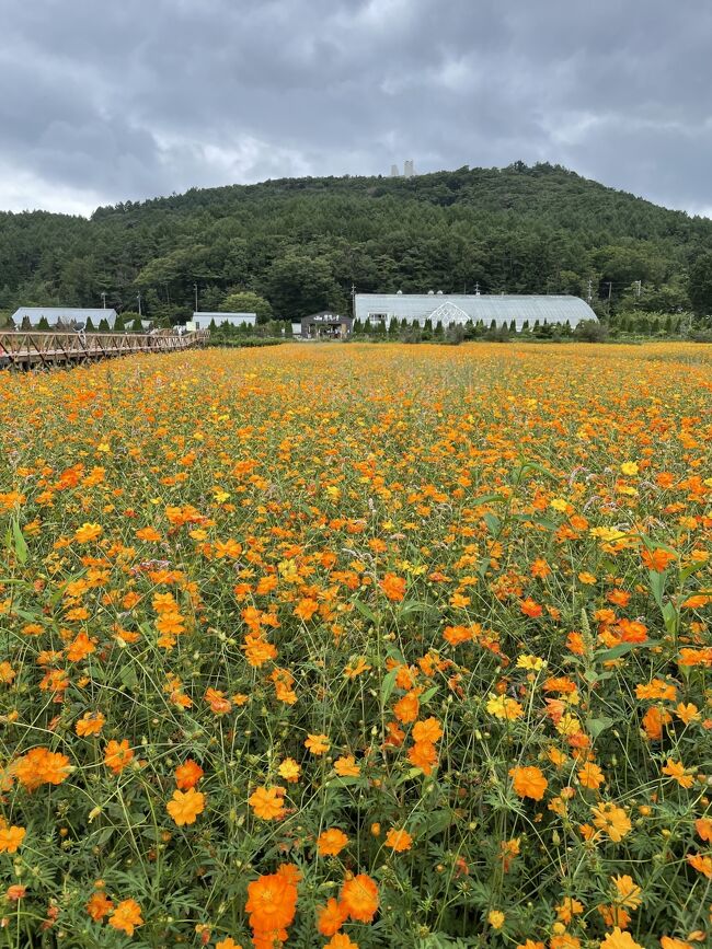 最近の我が家の夏休みは非常にコンパクトで週末＋1日のパターン。<br />2022年はこのパターンを2回でプチ夏休みを取得予定。<br /><br />夏休み第二弾は山。<br />GWに行ってからすっかり我が家のお気に入りになった山中湖。<br />夏は涼しくて神気候。<br />カヤックに部屋でのBBQ。<br />もう楽しいしかない♪<br /><br />天気にはあんまり恵まれませんでしたが、きれいな湖でわんこと一緒にカヤックしたり、美しいお花畑を見たり。<br /><br />わんこ連れで楽しむ夏休み第二弾。<br />心も癒された山旅でした。<br /><br />海も好きだけど、最近は涼しい山も好き～～♪<br /><br />☆旅行形態：個人旅行<br />☆交通機関：自家用車<br />☆ホテル：フォレストビラ山中湖<br />☆お世話になったWeb<br />●フォレストビラ山中湖　https://www.forestvilla-yamanakako.com/<br />●本栖湖アクティビティセンター　http://eco-motosuko.jp/