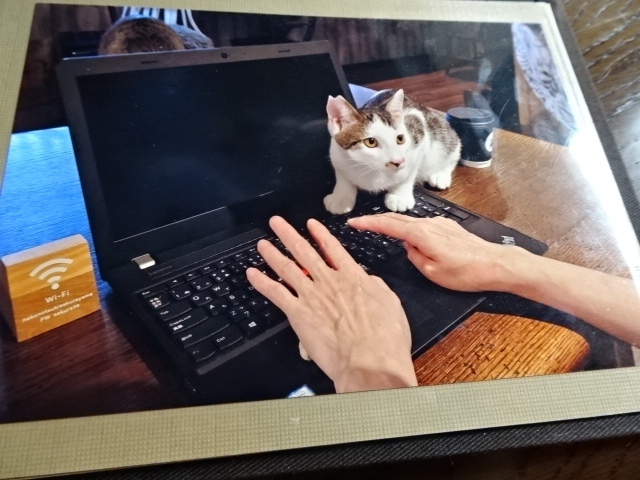 高山古民家猫カフェ 猫の月さくらやま 飛騨高山 古川 岐阜県 の旅行記 ブログ By 三毛猫美花さん フォートラベル