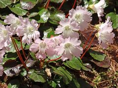 花の阿智村　ヘブンスそのはら　駒つなぎの桜