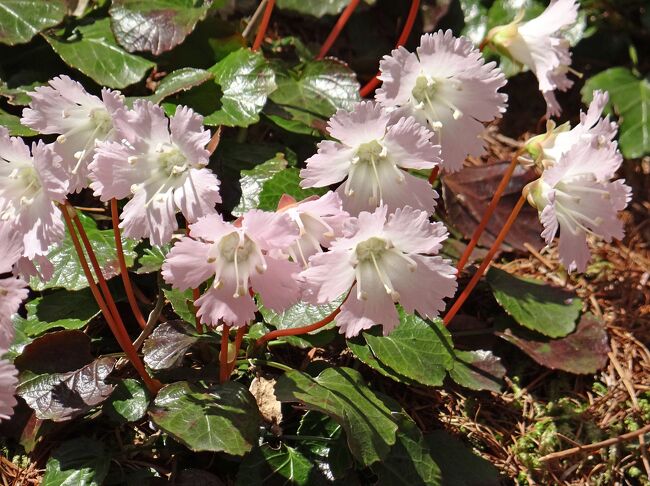 この旅行記は「花の阿智村　花桃まつり」（https://4travel.jp/travelogue/11752339）の続きです。花桃の里の見学後、その北西の高原にあるヘブンスそのはらの山野草の花と北にある駒つなぎの桜を見学してきました。　