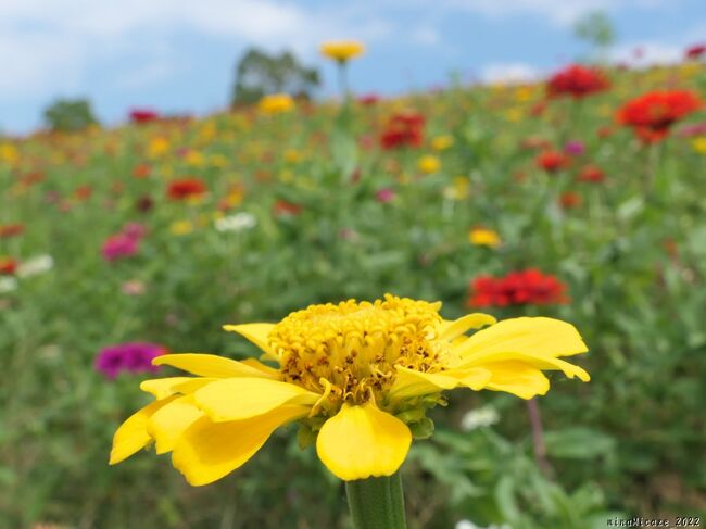 「八王子山公園」の百日草_2022_見頃過ぎですが、まだ咲いてました（群馬県・太田市）