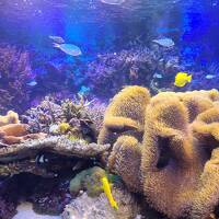 伊勢志摩鳥羽旅行記録②～鳥羽水族館