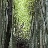 時間つぶしに京都ちょっと散策
