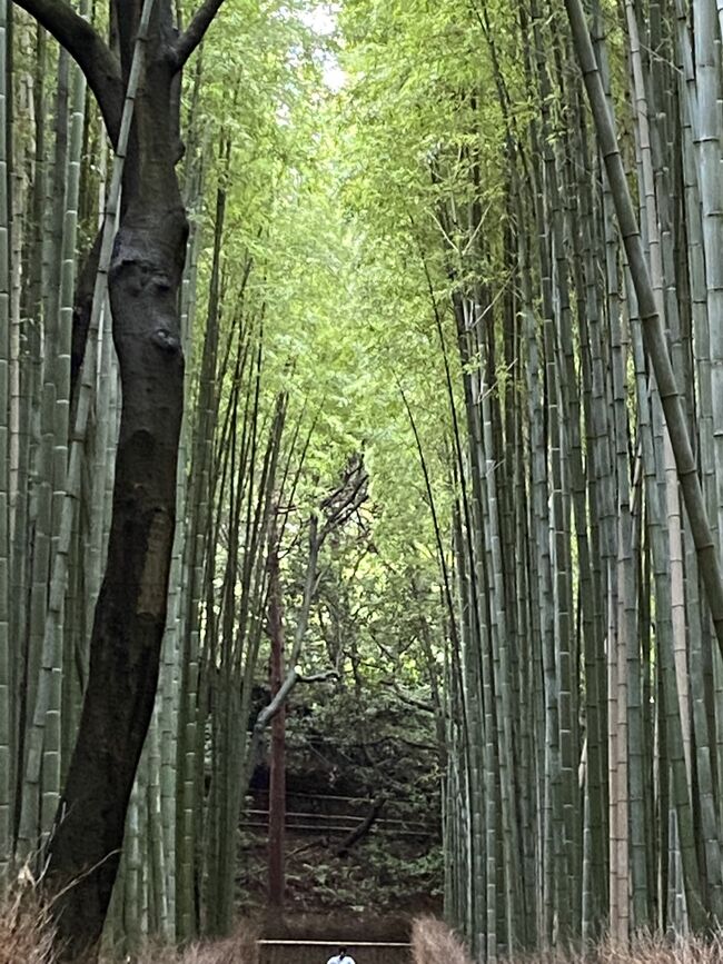 時間つぶしに京都ちょっと散策