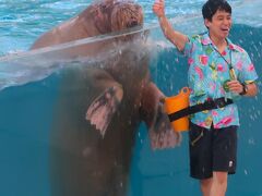 八景島シーパラダイス-3　海の動物たちのショーｂ　セイウチ　☆豪快水かけ‐スプラッシュ！