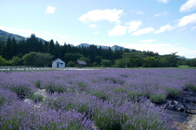 旅猫ズCRESSONで行く～2022夏旅・北海道/帰路の東北地方～帰宅⑮　乳頭温泉・鶴の湯・美郷町白いラベンダー園・村山・喜多方の郷