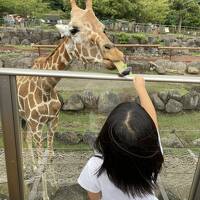 夏旅　孫を連れて伊豆アニマルキングダム1泊2日