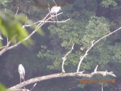 ｛あかん悠久の里鶴雅別館｝北海道一周二週間阪急交通社豪華バス｛菫（スミレ号)｝ツアーの旅　２６