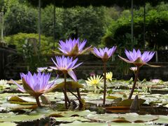 「あしかがフラワーパーク」の熱帯性スイレン_2022（3）_綺麗な花が増えています（栃木県・足利市）