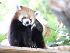 約５年ぶりの野毛山動物園はナイトのげやま2022～屋外レッサーパンダをまじまじ見るのは久しぶり～可愛いイチゴちゃんと昼と夜の野毛山の仲間たち