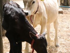 埼玉こども動物公園も限定的にナイトズー復活（前編）日中は北園を重点的に～ベルと黒い子牛の見納め～ペンギンヒルズまで行ってクオッカは大急ぎ