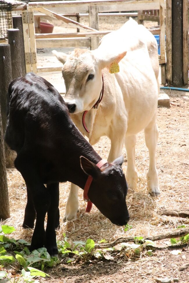 今年2022年７月９日に生まれた子牛が８月いっぱいで搬出されることが埼玉こども動物自然公園（略して「埼玉ズー」）の公式サイトで発表されたのは、今回の再訪の翌週でした。<br />でも、そろそろだろうと思っていました。<br />なので、今回ぜひ、１番若い乳牛のベルちゃんとその子牛が屋外の放飼場で一緒に過ごす姿が見たいと思っていました。<br />７月９日生まれの子牛はオスでした。でも、初産の乳牛のために出産しやすいよう小柄な肉牛種との雑種の子なので、たとえメスでも、乳離れし、放飼場デビューしてまもなく搬出される運命には変わりありません。<br /><br />私が埼玉ズーを初めて訪れたのは2012年２月で、過去の訪問の記憶は当てにならないところもありますが、あるとき乳牛コーナーでジャージー種の子牛と出会い、その子が動物慰霊祭のパレードやふつうに園内散歩している姿を見て、子牛の可愛らしさにめろめろになりました。<br />たしか名前はモカちゃんだった気がしますが、少なくともモカちゃんの赤ちゃんはすごく注目していました。<br />でも、注目するのはつい子牛の方なので、子牛が大人になって奥の放飼場に移動した後はあまり会いに行くことなく、この動物園での乳牛の生涯や、ここにいつまでいるか、その後どうなるか、ということについては、ずっと無頓着でした。<br />前々から乳牛の生涯の説明の掲示は乳牛舎内にあったのに、意識してちゃんと読んだのはごく最近です。<br />オスの子牛の運命は早い段階で聞いていましたが、コビトコブチャイのおばあちゃん牛たちのように、埼玉ズーで生涯を終える子たちもいたので、埼玉ズーで乳牛として活躍した大人のメスも、たとえ牧場に搬出されても、のんびり余生を過ごすのだろう、と甘く考えていたところがありましたが、それは現実を見ないようにしていただけで、動物園に残った希少種だからこそ寿命が来るまでのんびり過ごせたのだと分からないはずがありませんでした。<br />ジャージー種のモカちゃん、モナカちゃん……私が埼玉ズーを訪れるようになって早い段階で大好きになった子は、もう埼玉ズーにはいません。<br />いまどうしているか調べる気にはならないですし、私はベジタリアンでなく、ふつうに肉料理は大好きで、牛肉も大好きなので、ベジタリアンになるつもりは特ににく、埼玉ズーでお気に入りの牛ができて、その子がいずれ……と思っても、この子たちの運命は、自分ではどうすることもできません。<br />ただ、いつも思うのは、自分がほかのものの命をいただいて生きていることをいつも心に留めて日々生きるようにしたいことと、自分にできることとしては、食品ロスをできるだけなくす努力をすることだと思っています。<br /><br />そんなわけで、地元のレッサーパンダ動物園なので月イチは訪れるようにしている埼玉ズーの2022年８月の再訪は、夏は埼玉ズーではレッサーパンダにはガラスが結露しやすい屋内展示場で１頭しか会えないこと、３年ぶりに復活したナイトズーの日だけど北園はナイトズーの時間帯は閉鎖されてしまうので、北園は日中しっかり訪れようと、やはり朝から訪問しました。<br />牛たちも暑さに弱いので、放飼場に出るとしても、午前中の１～２時間のみの可能性が高いせいもありました。<br /><br />そして予想どおり、乳牛たちに10時台に会いに行ったところ、屋外の放飼場で一緒に過ごすベルちゃんと子牛の姿を見ることができました。<br />子牛がベルちゃんに甘えたり、ベルちゃんが構ってあげているところも見られました。<br />残念だったのは、11時に乳牛舎に帰った時、ちょっと他を見ていたので、そのお帰りシーンは見られなかったこと。<br />ほんの数分の差で見損ねたらしく、これはかなりくやしかったですが、数分や数十秒の差で目当てのシーンを見損ねてしまうのは、動物が相手では、あるあるです。<br /><br />でも今回は、エコハウチューで、スナネコのキサクくんの方のシャッターチャンスが多めだったのは嬉しかったです。<br />それに対して、これまで寝顔を含めシャッターチャンスが多めだったアミーラちゃんは、寝顔やまったりしている時の顔を来園者に見せなくなってしまったかもしれません（苦笑）。<br />ネコであってもスナネコは野生のネコでありペット向きのイエネコではないため、来園者に始終顔を見られたりカメラを向けられたりしているのが好きとは限らないのです。<br />それから、なかなか写真が撮れない夜の世界の住人で、ハダカデバネズミが意外ときれいに撮れたのも嬉しかったです。<br /><br />ただ、エコハウチューまで北園でゆっくり時間をかけた後、気付けば12時を過ぎていて、東園でコアラのユーカリ交換時間を逃したことに気付き、さらには土日祝日のクオッカの公開が13時までであることを思い出し、せっかくなのでプーズーからペンギンヒルズまで回りきりましたが、その後は、たとえ５分でもいいからクオッカを逃したくないと、ペンギンヒルズから１番遠いクオッカアイランドに急ぎました。<br /><br />＜３年ぶりに復活した2022年度のナイトズーの日の埼玉こども動物自然公園の再訪の旅行記のシリーズ構成＞<br />■（前編）日中は北園を重点的に～ベルと黒い子牛の見納め～ペンギンヒルズまで行ってクオッカは大急ぎ<br />□（後編）久しぶりに外で会えたコアラのピリーくん！～活発なナマケモノ親子や夜のキリン＆動物ランタン<br /><br />埼玉こども動物自然公園の公式サイト<br />http://www.parks.or.jp/sczoo/<br /><br />＜タイムメモ＞<br />09:10　車で家を出る<br />09:40　第一駐車場に到着<br />09:45　年パスで埼玉こども動物自然公園に入園（開園09:30）<br />09:55-10:05　オシドリ・ライラックニシブッポウソウ★<br />10:05-10:10　乳牛コーナー（大人の乳牛）★<br />10:10　マーラ★<br />（子マーラ見つからず）<br />10:10-10:40　乳牛コーナー（子牛）★<br />（ベルとモエと子ウシ他）<br />10:40　マヌルネコ<br />（室内展示のみ／結露が厳しく写真撮れず）<br />10:45　レッサーパンダ★<br />（リンのみで寝てた／結露が厳しい）<br />10:45-10:50　プレーリードッグ★<br />10:50-10:55　フェネック・ミーアキャット★<br />11:00　マーラ<br />（子マーラ見つからず）<br />11:05　乳牛コーナー<br />（ちょうど収容が終わったところ／お帰りシーンを見損ねた）<br />11:05-11:10　プレーリードッグ★<br />11:10-11:15　レッサーパンダ★<br />11:15　シロフクロウ★<br />11:15-12:10　エコハウチュー★<br />（スナネコのキサクにシャッターチャンス）<br />（グンディ展示再開か／子供は見当たらず）<br />12:10-12:15　プーズー★<br />（屋外サイ／室内サクラ）<br />12:15-12:30　ペンギンヒルズ★<br />12:45　森の教室に寄る<br />12:50　東園へ<br />12:55-13:05　クオッカ★<br />（土日祝日は13:00まで）<br />（ビビとチャチャ親子はすでに室内に撤収）<br />（チャメのみ会えた）<br />13:05-13:30　カンガルーコーナー★<br />（＆ガマグチヨタカ・ワライカワセミ）<br />（カンガルーの袋の中の赤ちゃん）<br />13:35-13:40　コアラ★<br />（全員寝てた）<br />13:40　ミナミコアリクイのチャオ★<br />13:55　コアラ★<br />（ソラくん寝返り／寝てるふくとミラ）<br />14:00-14:40　レストランでランチ休憩<br />14:45　コアラ★<br />14:50　フタユビナマケモノ★<br />（ノンちゃん部屋に戻っていた）<br />14:55-15:05　カピバラ・ワラビー広場<br />15:10　北園に戻る<br />15:15　噴水広場のヤギ<br />15:20-15:30　ドリンク休憩<br />（キッチンカーのシフォンケーキサンド）<br />15:35-13:55　コツメカワウソ<br />13:55-16:00　ぴょんぴょん村<br />（16:00でクローズ）<br />16:00-16:10　なかよしコーナー<br />（ヤギのアンコが草むしり）<br />16:15　再び東園へ<br />16:20-18:20　コアラ<br />（ピリーは１時間くらい前に外へ）<br />（17:00～女子コアラ大部屋は赤いライト）<br />（18:00近くに目覚めたピリー）<br />18:25　カピバラ・ワラビー広場前のランタン撮影<br />18:35　北園に戻る<br />18:40-19:20　噴水広場で夕食休憩<br />（キッチンカーの牛ハンバーグ弁当）<br />19:25-19:35　キリン<br />19:40-19:50　キリン売店で買い物<br />19:50　動物公園を出る（ナイトズー閉園21:00）<br />20:00　駐車場を出発する<br />20:25　蔵の湯 鶴ヶ島に到着<br />（21:30～あかすりエステ40分コース）<br /><br />※これまでの動物旅行記の目次を作成済。随時更新中。<br />「動物／動物園と水族館の旅行記～レッサーパンダ大好き～　目次」<br />http://4travel.jp/travelogue/10744070<br /><br />※そのうち、これまでの埼玉こども動物自然公園の旅行記のURL集は、後編の旅行記「埼玉こども動物公園も限定的にナイトズー復活（後編）久しぶりに外で会えたコアラのピリーくん！～活発なナマケモノ親子や夜のキリン＆動物ランタン」の末尾の２つの写真コメントにまとめました。<br />https://4travel.jp/travelogue/11775680