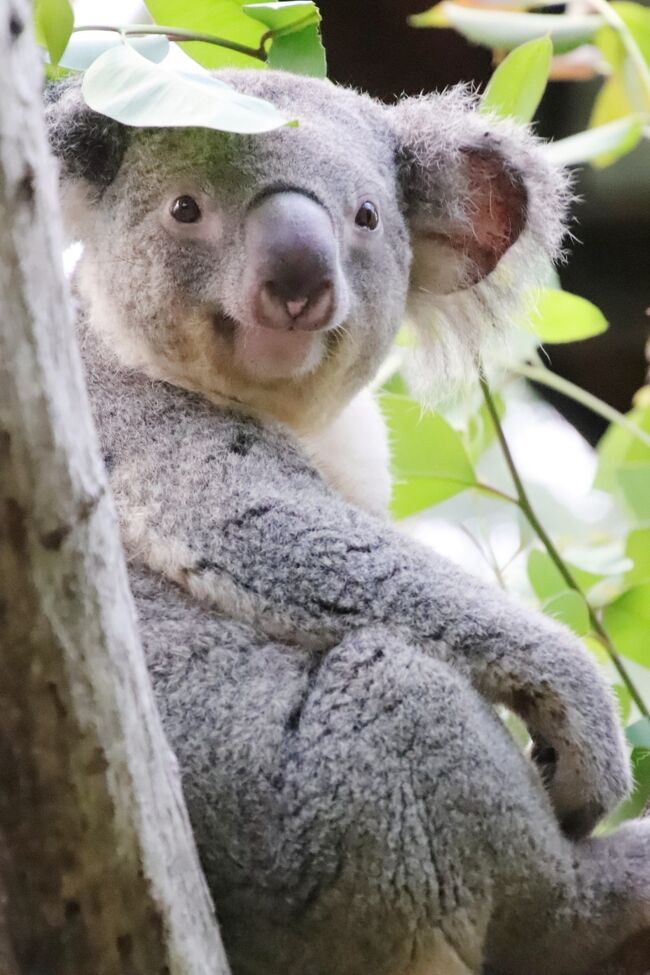 動物園で撮影したい私にとって、ナイトズーは、ふだん見られない夜の動物が見られる魅力はありますが、撮影はできないことは魅力を半減させました。<br />でも、それをダントツに上回る魅力は、日照時間が長い夏にまだ明るい夕方の撮影ができること、そして夜時間帯のガイドやイベントの多さでした。<br />新型コロナウィルス禍を経て、３年ぶりに復活した埼玉こども動物自然公園（略して「埼玉ズー」）の2022年度のナイトズーは、やっと復活したことは喜ばしい！<br />けれど、まだ段階を踏んで限定的な復活で、イベントやガイドはなく、ナイトズーの時間帯に回れるところも少し狭く、北園はそこに含まれていませんでした。<br />なので、いくら地元の動物園とはいえ見どころ多い埼玉ズーで、訪れられる頻度は月イチ程度となれば、せっかく訪れるなら、ナイトズーで開園時間が延長されていても、朝から来園しないわけにはいきませんでした。<br />そして、日中は、北園を優先させ、じっくり回るようにしました。<br /><br />ところが、そのせいで、東園のコアラ舎に、コアラが目を覚ましている確率が高い午前中のユーカリ交換タイムに行くのをコロッと忘れてしまいました。<br />最近の私の埼玉ズーの回り方からすると、午前中もっと忙しいはずなのに、どうりで忙しくなかったわけでした！<br />ふしぎだなぁ～なにか忘れているような気がするなぁ～とのんきに構えていた自分が信じられません！<br />そのため、女子コアラが起きている姿は、なかなか見られませんでした。<br /><br />でも、ナイトズーの日は、夕方から男子コアラは外に出す、と前から聞いていたので、ピリーくんは、久しぶりにすぐ近くで、じっくり会うことができました！<br />それに、起きている女子コアラに全然会えなかったわけでもないし、午前中のユーカリ交換の前でなければ顔をおがめられなかと思っていたソラくんだって、全然顔を拝むことができなかったわけでもありませんでした。<br /><br />そして実は、ナイトズーの魅力を、常連のファンさんやインスタグラムのお気に入りの方や顔見知りの方の投稿で、改めて気付かされました。<br />その方たちの多くは、埼玉ズーのナイトズーが初めてだったり、コロナウィルス禍による臨時休園をきっかけに増えた動物園のSNS発信から動物園を行くようになった人もいるので、ナイトズー自体も初めてであったりしたため、動物園内のライトアップのためのライトやランタンなどの期間限定の展示や、夜のライトに照らされた日中とは違う動物の姿という、ある意味、ナイトズー本来の魅力を教えてもらいました。<br /><br />その意味では、埼玉ズーではナイトズー期間は閉園時間が21時までなのに、夜のライトに照らされた動物は写真を撮るのは困難だからといって、キリンしか見に行かずに、早めに帰宅してしまったことを、あとから惜しかったと思いました。<br />とはいえ、朝９時45分には入園して、比較的ゆったり回り、多めに休憩を挟んだとはいえ、その頃には気力がダウンしてしまったし、まだ明るい夕方に、期待どおり、コアラのピリーくんや、フタユビナマケモノのノンちゃんママやトロロくんの活発な姿が見られたので、十分満足できて、それ以上欲張れなかったわけでした。<br />夜のライトの下の動物たちの撮影は、翌週末に次の別の動物園でのナイトズーでチャレンジしようと思いました。<br /><br />というわけで、今回の埼玉ズーの再訪の旅行記のこの後半では、東園のカピバラ・ワラビー広場から、いったん北園のなかよしコーナーまで戻り、そして再び東園で夕方１番楽しみにしていたコアラ舎や、最後に真っ暗になった時間帯のキリンたちの写真でまとめました。<br />また、昼と夜の動物ランタンや、レストランやキッチンカーでの食事や売店で買ったものなどの写真も加えました。<br />埼玉ズーでは17時からナイトズー入園券は割安になるし、この日は昼間はまだまだ猛暑だったので、日中はだいたいどこも比較的空いていたため、レストランでゆっくりランチが取れたわけでした。<br /><br />＜３年ぶりに復活した2022年度のナイトズーの日の埼玉こども動物自然公園の再訪の旅行記のシリーズ構成＞<br />□（前編）日中は北園を重点的に～ベルと黒い子牛の見納め～ペンギンヒルズまで行ってクオッカは大急ぎ<br />■（後編）久しぶりに外で会えたコアラのピリーくん！～木登りコツメカワウソや夜のキリン＆動物ランタン<br /><br />埼玉こども動物自然公園の公式サイト<br />http://www.parks.or.jp/sczoo/<br /><br />＜タイムメモ＞<br />09:10　車で家を出る<br />09:40　第一駐車場に到着<br />09:45　年パスで埼玉こども動物自然公園に入園（開園09:30）<br />09:55-10:05　オシドリ・ライラックニシブッポウソウ<br />10:05-10:10　乳牛コーナー（大人の乳牛）<br />10:10　マーラ<br />（子マーラ見つからず）<br />10:10-10:40　乳牛コーナー（子牛）<br />（ベルとモエと子ウシ他）<br />10:40　マヌルネコ<br />（室内展示のみ／結露が厳しく写真撮れず）<br />10:45　レッサーパンダ<br />（リンのみで寝てた／結露が厳しい）<br />10:45-10:50　プレーリードッグ<br />10:50-10:55　フェネック・ミーアキャット<br />11:00　マーラ<br />（子マーラ見つからず）<br />11:05　乳牛コーナー<br />（ちょうど収容が終わったところ／お帰りシーンを見損ねた）<br />11:05-11:10　プレーリードッグ<br />11:10-11:15　レッサーパンダ<br />11:15　シロフクロウ<br />11:15-12:10　エコハウチュー<br />（スナネコのキサクにシャッターチャンス）<br />（グンディ展示再開か／子供は見当たらず）<br />12:10-12:15　プーズー<br />（屋外サイ／室内サクラ）<br />12:15-12:30　ペンギンヒルズ<br />12:45　森の教室に寄る<br />12:50　東園へ<br />12:55-13:05　クオッカ<br />（土日祝日は13:00まで）<br />（ビビとチャチャ親子はすでに室内に撤収）<br />（チャメのみ会えた）<br />13:05-13:30　カンガルーコーナー<br />（＆ガマグチヨタカ・ワライカワセミ）<br />（カンガルーの袋の中の赤ちゃん）<br />13:35-13:40　コアラ<br />（全員寝てた）<br />13:40　ミナミコアリクイのチャオ<br />13:55　コアラ<br />（ソラくん寝返り／寝てるふくとミラ）<br />14:00-14:40　レストランでランチ休憩<br />14:45　コアラ<br />14:50　フタユビナマケモノ<br />（ノンちゃん部屋に戻っていた）<br />14:55-15:05　カピバラ・ワラビー広場★<br />15:10　北園に戻る<br />15:15　噴水広場のヤギ★<br />15:20-15:30　ドリンク休憩<br />（キッチンカーのシフォンケーキサンド）<br />15:35-13:55　コツメカワウソ★<br />13:55-16:00　ぴょんぴょん村★<br />（16:00でクローズ）<br />16:00-16:10　なかよしコーナー★<br />（ヤギのアンコが草むしり）<br />16:15　再び東園へ<br />16:20-18:20　コアラ★<br />（ピリーは１時間くらい前に外へ）<br />（17:00～女子コアラ大部屋は赤いライト）<br />（18:00近くに目覚めたピリー）<br />18:25　カピバラ・ワラビー広場前のランタン撮影<br />18:35　北園に戻る<br />18:40-19:20　噴水広場で夕食休憩<br />（キッチンカーの牛ハンバーグ弁当）<br />19:25-19:35　キリン★<br />19:40-19:50　キリン売店で買い物<br />19:50　動物公園を出る（ナイトズー閉園21:00）<br />20:00　駐車場を出発する<br />20:25　蔵の湯 鶴ヶ島に到着<br />（21:30～あかすりエステ40分コース）<br /><br />※これまでの動物旅行記の目次を作成済。随時更新中。<br />「動物／動物園と水族館の旅行記～レッサーパンダ大好き～　目次」<br />http://4travel.jp/travelogue/10744070<br /><br />※そのうち、これまでの埼玉こども動物自然公園の旅行記のURL集は、この旅行記の末尾の２つの写真コメントにまとめました。