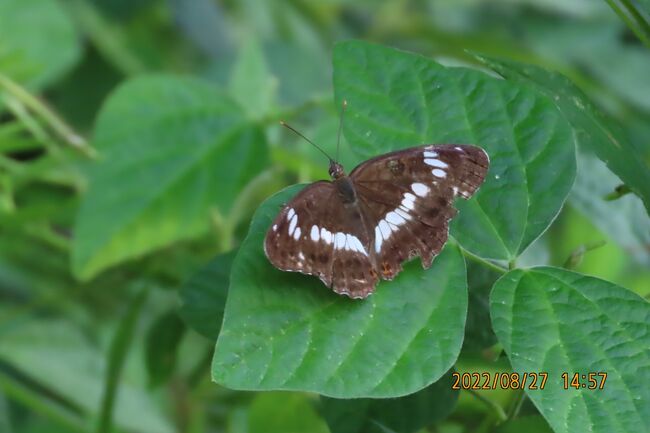 8月27日、午後1時過ぎに川越市の森のさんぽ道へ行きました。　この日の天気は晴れ、気温は34℃もあり、湿度が高いためにかなり汗をかきました。　レジャー農園で作業している人もほとんどいなかったです。この日に見られた蝶は久し振りにイチモンジチョウが見られ、キタテハ、アカボシゴマダラ、イチモンジセセリ、ダイミョウセセリ、チャバネセセリ、ナミアゲハ、キアゲハ、ウラナミシジミ、キチョウの計10種類が見られました。<br /><br /><br /><br />*写真はイチモンジチョウ