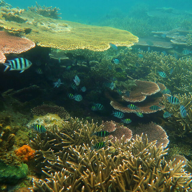 急遽、夏休みはインドネシアに綺麗な海とお買い物を楽しみににいくことに。アフターコロナ最初の行先に選んだのは、ジャワ海に浮かぶ白磁の島”ブリトゥン島”（Belitung Island）。<br /><br />南の島に行くとお肌の調子がちょっとよくなる？<br />理由はわからないけど、そうなるのだから、これはきっと珊瑚の力に違いない。<br />ダイバー属性は得たものの本質は珊瑚パワー目的に南の海に「ぱちゃぱちゃ」しにいくカップルリゾーター。<br /><br />ようやく着いた五つ星リゾート！<br />真っ白いビーチ！<br />素敵なお部屋！<br />さっそく海に入るよ！<br /><br />短いけれど、とても楽しく過ごせたシェラトンブリトゥンの滞在記です。<br /><br />ここまでの旅程<br />*-*-*-*-*-*-*-*-*-*-*<br /><br />     出発　<br />11日羽田～BKK～CGK～クバヨラン・ラマ観光～エアポートホテル泊<br />12日CGK～TJQ　ブリトゥン島観光　～シェラトンブリトゥン滞在　←イマココ<br />13日アイランドホッピング～レンクアス島　～シェラトンブリトゥン滞在<br />14日<br />15日<br /><br />*-*-*-*-*-*-*-*-*-*-*<br /><br /><br />