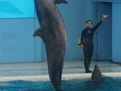  八景島シーパラダイス-4　海の動物たちのショーc　イルカ群泳　☆豪快Jump様々！拍手喝采