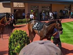 夏競馬新潟競馬場アイビスサマーダッシュ編