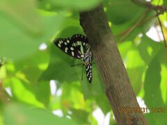 2022年森のさんぽ道で見られた蝶(41)その1)ゴマダラチョウ、アカボシゴマダラ、ルリタテハ、キタハ、イチモンジチョウ