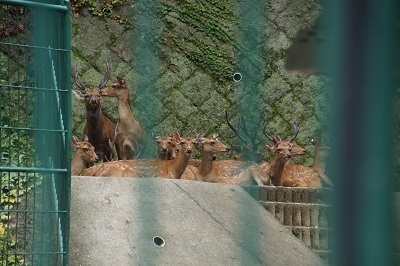 ツシマジカに会いに福岡市動物園へ
