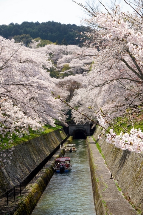 春爛漫、桜に酔いしれた4日間の京都と滋賀の旅です。<br /><br />「京都の桜」が見たい！<br />京都の寺社や街並みに、華やかに咲く桜が見たい。<br /><br />4月5日からの京都、桜は散ってしまっているかも知れない・・・<br />そう覚悟していました。<br />ところが、行くところ行くところ、青空に華やかに咲く桜の花に大満足です。<br /><br />今日は、滋賀県大津に移動し、琵琶湖疏水と三井寺（園城寺）を訪れます。<br /><br />日程<br />□2022年4月5日　 自宅～東京～京都　<br />　　　　　　　　　金閣寺、京料理「柚多香」、わら天神、平野神社、<br />　　　　　　　　　北野天満宮、上七軒<br />　　　　　　　　　ポルトガル・カフェ「カステラ・ド・パウロ」<br />　　　　　　　　　京都梅小路　花伝抄（泊）　<br /><br />□2022年4月6日　 建仁寺、中国料理「青冥」、白川南通り・巽橋、<br />　　　　　　　　　八坂神社、狐の嫁入り、カフェ・レストラン「長楽館」<br />　　　　　　　　　京都梅小路　花伝抄（泊）<br /><br />■2022年4月7日　 京都～大津/滋賀県<br />　　　　　　　　　琵琶湖疏水、園城寺（三井寺）、<br />　　　　　　　　　びわ湖大津プリンスホテル（泊）<br /><br />■2022年4月8日　　大津～京都～東京～自宅<br />　　　　　　　　　 琵琶湖周辺散策、京都駅でお土産さがし　<br />・・・・・・・・・・・・・・・・・・・・・・・・・・・・・・・・<br />☆三井寺（園城寺）　https://miidera1200.jp/<br />☆びわ湖大津プリンスホテル　　https://www.princehotels.co.jp/otsu/<br />☆日本遺産　琵琶湖疏水<br />　https://biwakososui.city.kyoto.lg.jp/story/