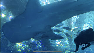 2022沖縄瀬底島3泊4日家族旅行⑥<4日目・美ら海水族館~空港編 2022沖縄瀬底島3泊4日家族旅行⑥<4日目・美ら海水族館~空港編