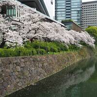 千鳥ヶ淵お花見⑤