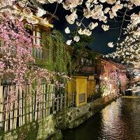 2022年　桜巡りの旅☆北陸～関西【7】るなさんと歩く春の京都花めぐり～京の夜桜とアフタヌーンティー～