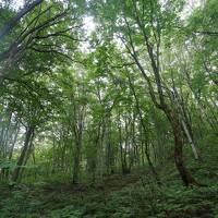 世界遺産・白神山地 ～夏の青森旅（6）