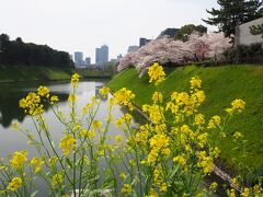 千鳥ヶ淵お花見④