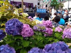 東京・白山神社(文京あじさいまつり)、巣鴨