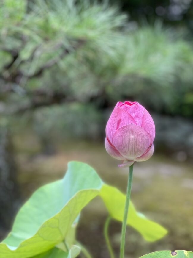 月1程度の頻度で京都訪問。<br />大阪の本町や谷町4丁目に行くのと変わらない感じになってきました(汗)<br /><br />兵庫県民の割に神戸よりも通っている気がします。