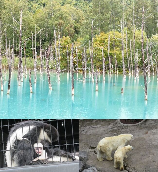 ・旭山動物園、白い恋人パークへ行きたく今年2回目の北海道です。<br />ホテルと飛行機は個別手配しました。<br /><br />・飛行機は初めてのLCC「ジェットスター」、宿泊は札幌の「ANAクラウンプラザホテル」に予約しました。<br />LCCは荷物制限がありますので気を使いました。<br /><br />・観光スポットは地元のオプションに依頼しました。<br /><br />「観光スポット」<br />・旭山動物園、青い池<br />・ファーム富田、北海道神宮、大倉山ジャンプ競技場<br />・白い恋人パーク、中央卸売市場、札幌時計台、大通公園