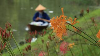 黄色い彼岸花