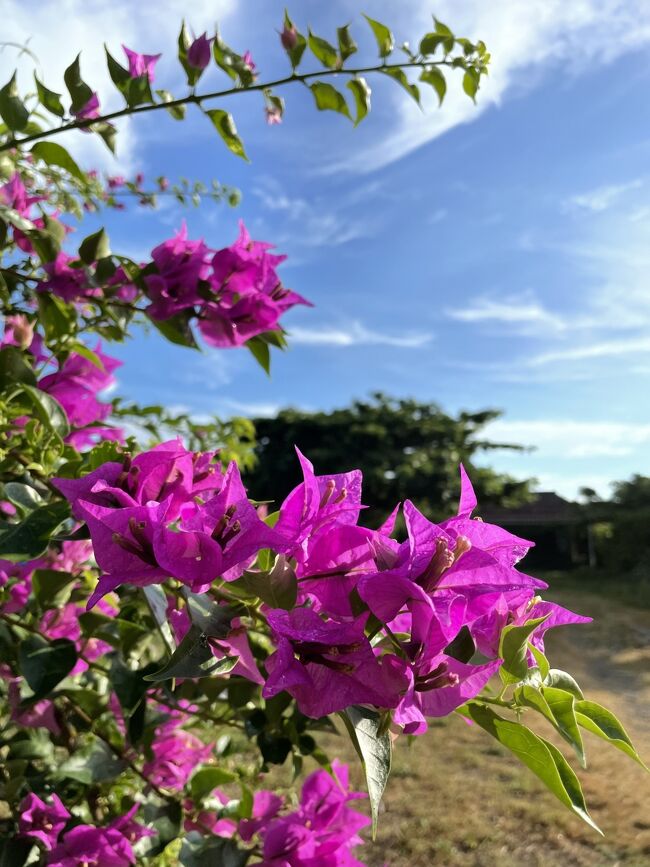 昨日のシュノーケリングツアーで体力を使い果たし（波があったので波酔いも）、なので、シュノーケリングはやらずに黒島でゆっくりと過ごします。<br /><br />＜日程＞<br />　2022/7/23(土)：羽田→石垣島<br />　2022/7/24(日)：石垣島→波照間島<br />　2022/7/25(月)：波照間島<br />　2022/7/26(火)：波照間島→石垣島→黒島<br />　2022/7/27(水)：黒島<br />　2022/7/28(木)：黒島<br />●2022/7/29(金)：黒島<br />●2022/7/30(土)：黒島<br />　2022/7/31(日)：黒島→石垣島→羽田<br /><br />＜宿泊＞<br />なかた荘