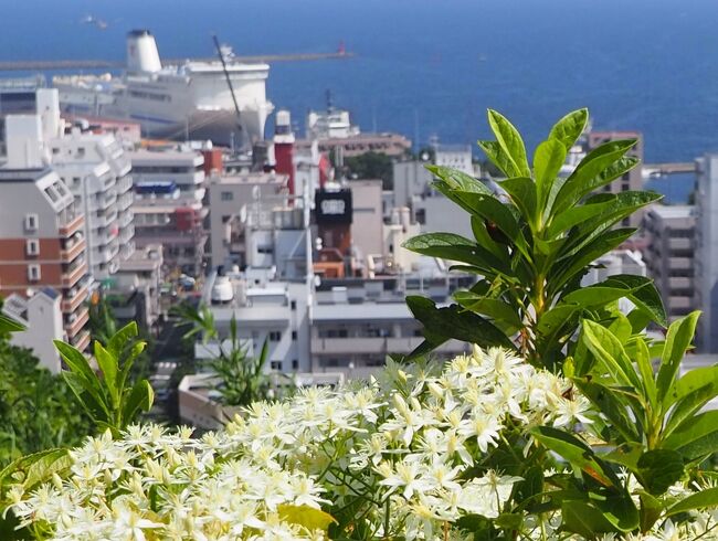 リハビリとカメリハで横須賀・平和中央公園さんぽ